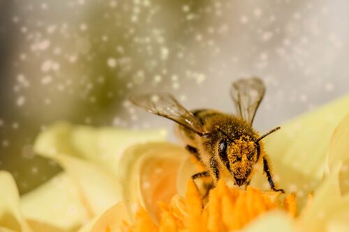 Pyłek pszczeli – jakie ma właściwości?